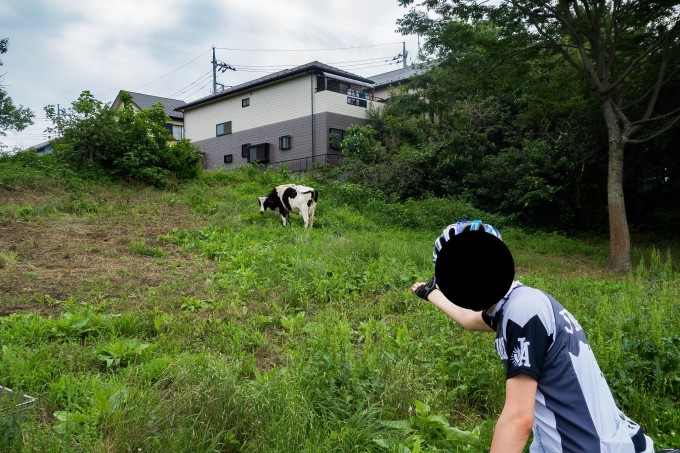 荒川サイクリングロードの榎本牧場付近にいた牛